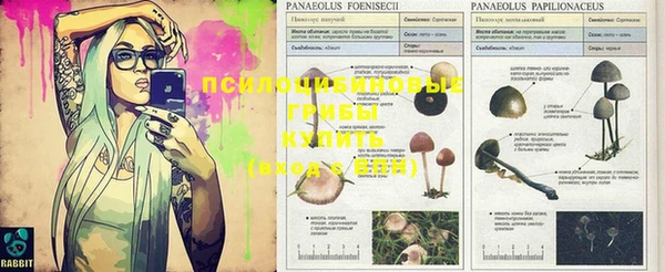 индика Козловка
